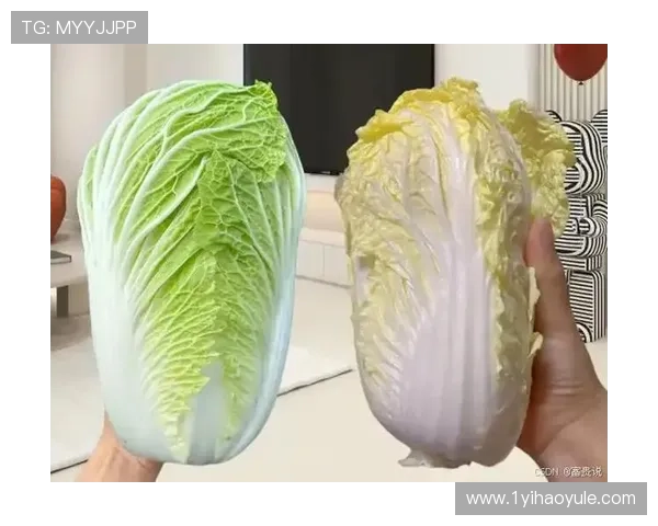 探索白菜博客：分享美食、生活与健康的精彩世界